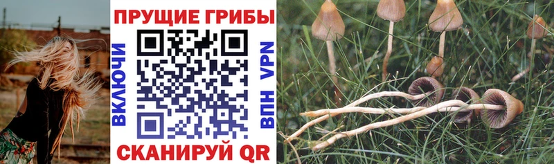 Псилоцибиновые грибы прущие грибы  Алексеевка 